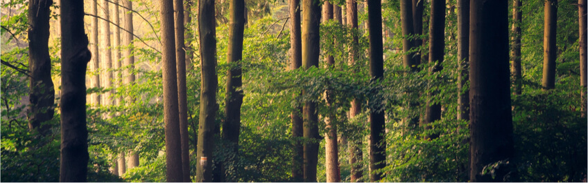 Une forêt avec le logo de la marque